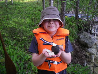 Fungi and beaver chips
